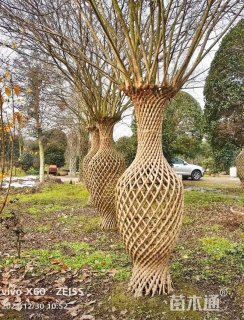 2.5公分紫薇花瓶