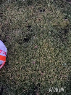 高度7厘米青绿苔草