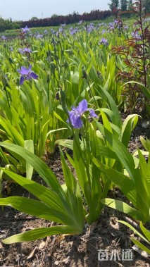 高度30厘米燕尾草