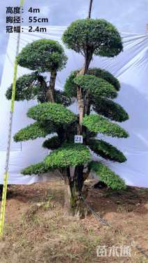 55公分对节白蜡