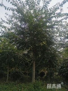 15公分朴树
