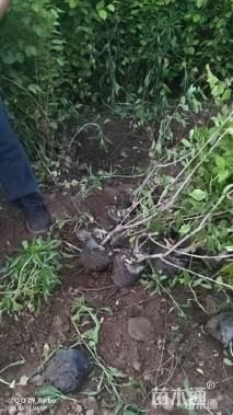 高度60厘米金叶榆小苗