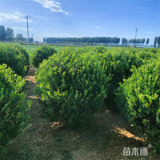 冠幅50厘米瓜子黄杨球