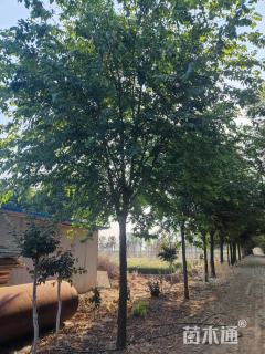 19公分榆树