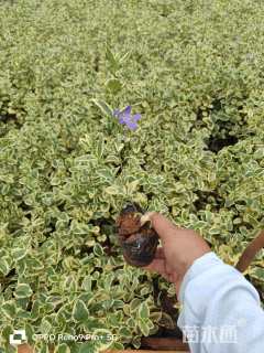 高度10厘米花叶蔓长春