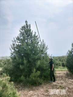 高度500厘米白皮松