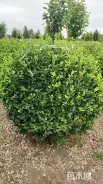 冠幅100厘米卫矛球