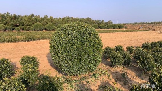 冠幅120厘米大叶黄杨球