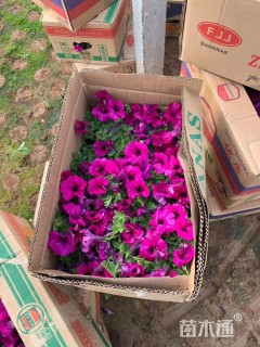 高度20厘米牵牛