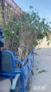 高度200厘米猥实