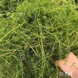 高度20厘米伊乐藻