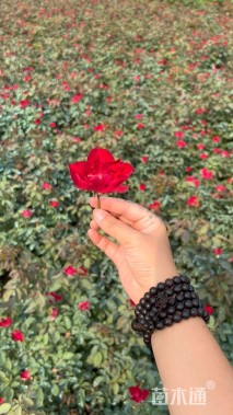 高度60厘米红帽月季