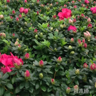 高度25厘米西洋杜鹃