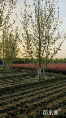 高度600厘米丛生金叶复叶槭