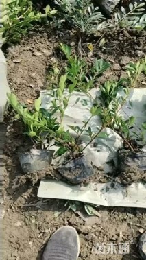 高度40厘米荚迷