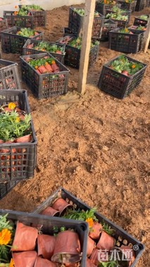 高度20厘米孔雀草