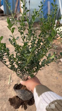 高度50厘米龟甲冬青