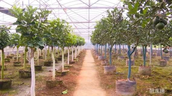 7公分柚子树