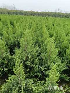 高度1.5厘米河南桧