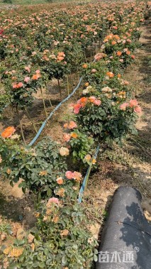 高度60厘米棒棒糖月季