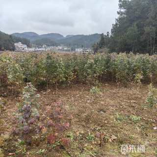 2公分枫香