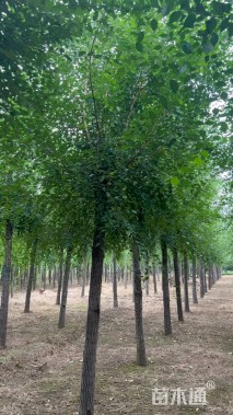 12公分榆树