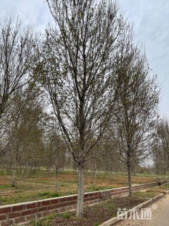 22公分美国红枫-红点