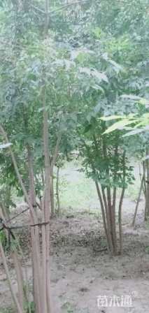 高度400厘米丛生白蜡