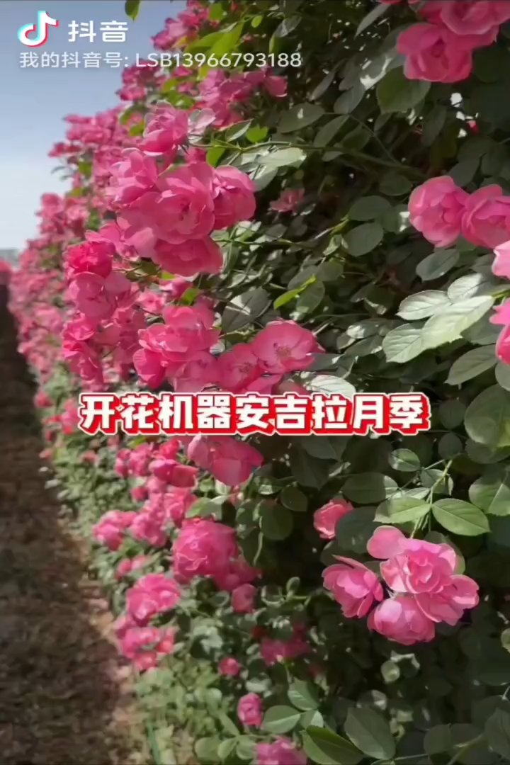 高度200厘米蔷薇
