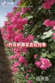 高度200厘米蔷薇