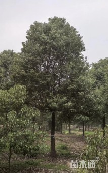 15公分香樟