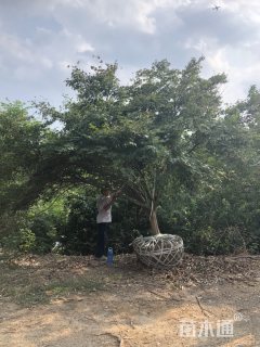 15公分鸡爪槭