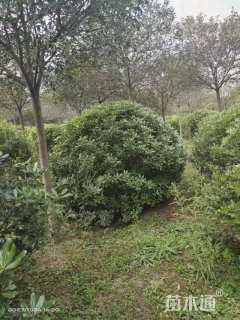 冠幅220厘米海桐球