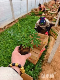 高度13厘米羽扇豆