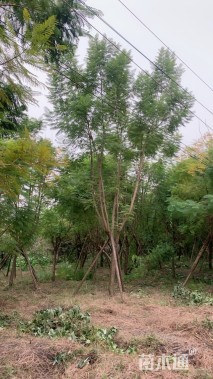 15公分蓝花楹