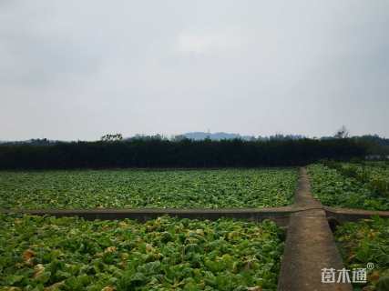 7公分南方红豆杉