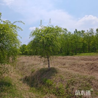 10公分河桦