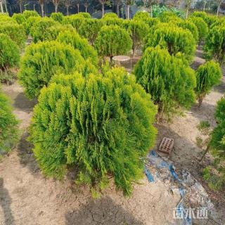 冠幅120厘米洒金柏球