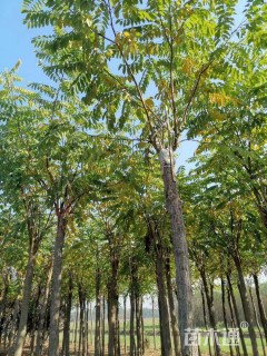 8公分红花槐