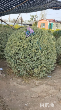 高度150厘米金姬小蜡