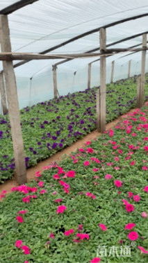 高度30厘米牵牛