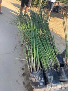 高度20厘米小兔子狼尾草