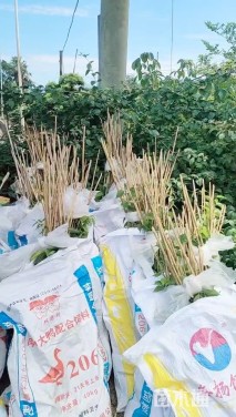 高度15厘米红花酢浆草