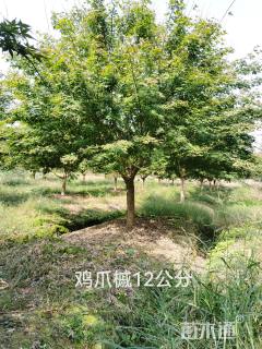 12公分鸡爪槭