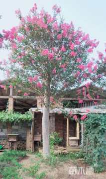 18公分嫁接紫薇