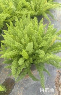 高度40厘米狐尾天门冬