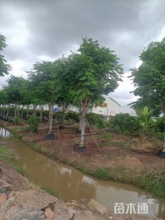 13公分凤凰木