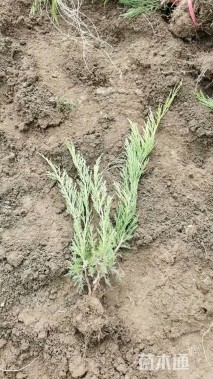 高度40厘米沙地柏