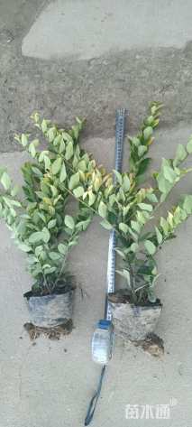 高度30厘米金森女贞