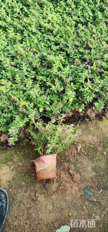 高度15厘米满天星